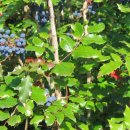 그레이프Grape 이미지
