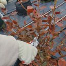 룰루베리팜 이미지