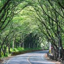 벚나무길 이미지