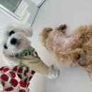 프릿토핏 이미지