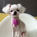 소다펫 이미지