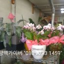 예당화원 네이버블로그