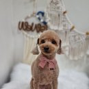 위위그루밍 | 강동구 강아지 미용실 '위위그루밍' 후기(강동구 강아지미용실 내돈내산 후기, 상일동 애견미용, 고덕동...