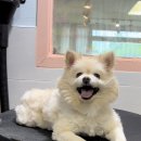 러블리펫샵 이미지