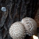 신석농장 이미지