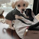 예쁘개 미용 이미지