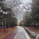 미사누리2호공원 | 9호선 연장 호재 / 강일-미사 2번째 도보 임장, 벚꽃 현황