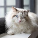 율동물의료센터 이미지