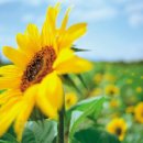 컴인터넷 이미지