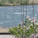 오렌지 꽃향기는 바람에 날리고 이미지