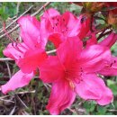 영산홍민박 이미지