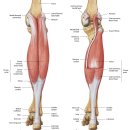 가자미근(soleus)와 비복근으로 이해하는 발목 rom. by 김송준 이미지