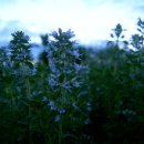 테마민박 이미지