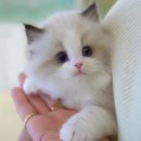 울산고양이분양 모나미네코 울산본점 | 울산 깨끗한 고양이분양, 건강한 아가들 만나다!