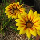 가자니아 이미지