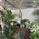봄맞이 마크라메 식물플랜트 | [플랜테리어] 의정부/ 봄맞이 사무실 분위기 바꾸는 그린 플랜테리어