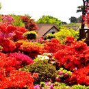 충남서산 쉼이있는 정원 철쭉꽃 이미지