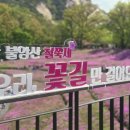 중계중학교 | 서울 불암산 철쭉제 방문 후기 개화 상황, 주차, 피크닉