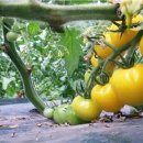 연우농장 이미지