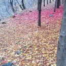 머루네건강원 이미지