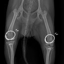 24시 위드유 동물의료센터 이미지