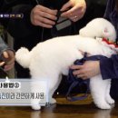 마요 펫 이미지