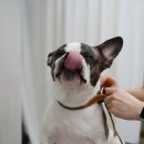 목욕 | 강아지목욕 전문 하울팟 미용실 | 두유 피부관리 보습 목욕 후기