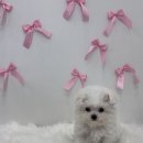 청주강아지분양 애견입양 애견미용 바른펫 이미지