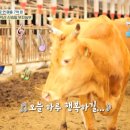 연한우농장 이미지