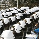 ‘최강 추위’ 주말까지, 화요일 퇴근길 수도권 눈 이미지