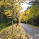 노랑제주 이미지