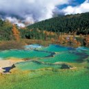 신 황룡 이미지