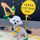 버블리독 이미지