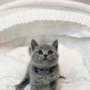 분당고양이분양 나비캣 이미지