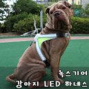 라이트 하운드 네이버블로그