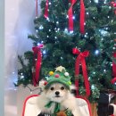 오프독 반려견 종합교육문화센터 이미지