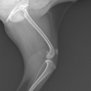 쿨펫동물병원 킨텍스점 이미지