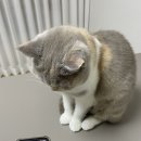 [공지] 양산 고양이분양 삼색고양이 칼리코 브리티쉬숏헤어 모모 분양후기