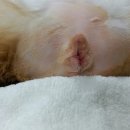 태화동물병원 이미지