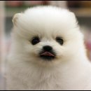화이트포메라니안 이미지