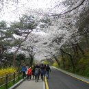 @ 서울 도심의 포근한 뒷동산이자 새해 해돋이 명소, 남산 나들이 ~~~ (남산남측순환로, 한양도성, 남산서울타워, 백범광장) 이미지