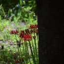 사화로-2 이미지