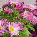 부곡시장 이미지