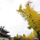 은행나무3길 이미지