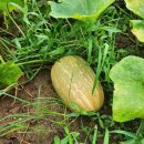 닛시농장 이미지