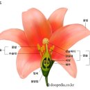 꽃(flower)