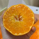 하우스농장 | 제주 실패 없는 귤 맛집 추천(귤 택배 가능) 서귀포 '새코미감귤농장' -하우스감귤, 레드향 후기