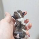 루시드 리엔 이미지