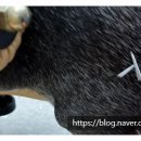 개포동물병원 이미지