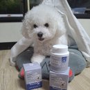 곱슬강아지 | 미니비숑 강아지 피부 영양제 베츠초이스 뉴트리션 S+ 급여 후기